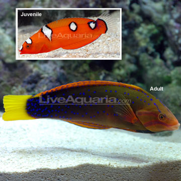 orange wrasse