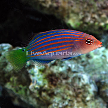 p-24066-wrasse.jpg