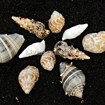 hermit crab shells. Empty Fancy Hermit Crab Shells