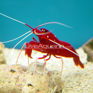 p-26152-shrimp.jpg