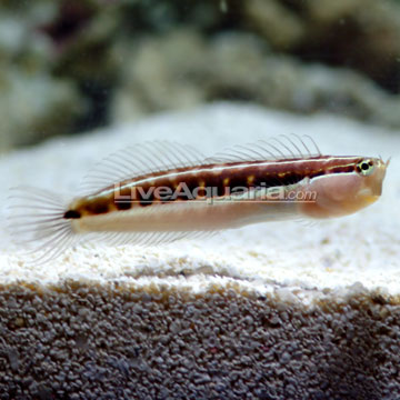 p-26169-linear-blenny.jpg