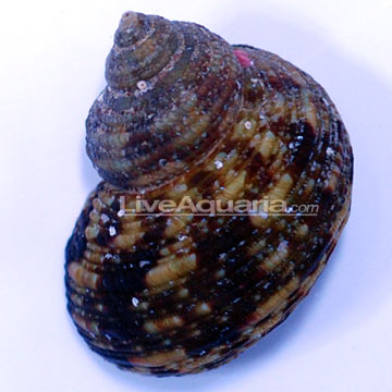 Zebra Turbo Snail
