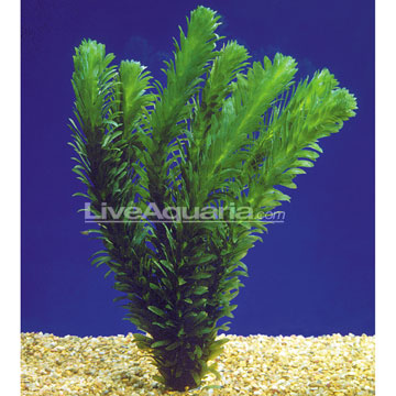 Anacharis Leaves