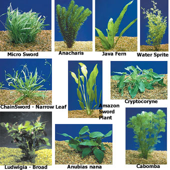 Fresh Water Fish on Aquatic Plants For Freshwater Aquariums  Aquarium Plant Pack   Deluxe