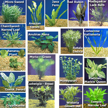 Freshwater Aquarium Fish on Aquatic Plants For Freshwater Aquariums  Aquarium Plant Pack