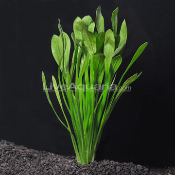 http://www.liveaquaria.com/images/categories/product/p-330234-Dwarf-Sagittaria.jpg