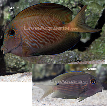 Orange Stripe Bristletooth Tang