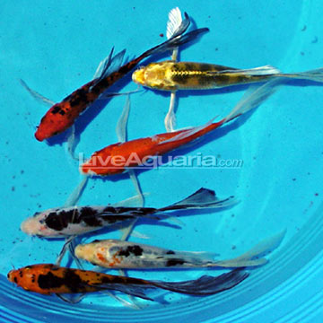 butterfly koi picture