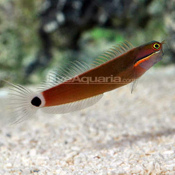 Saltwater Aquarium Fish for