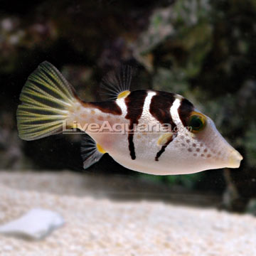 Saddle Valentini Puffer Saddle Valentini Puffer