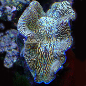 Derasa Clam