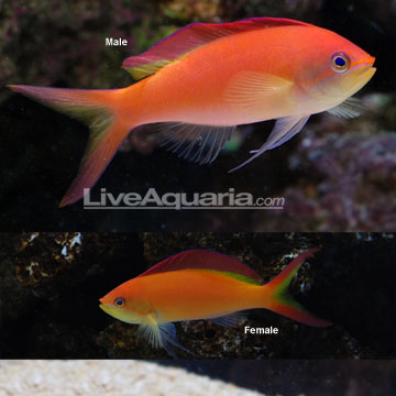 p-39363-anthias.jpg