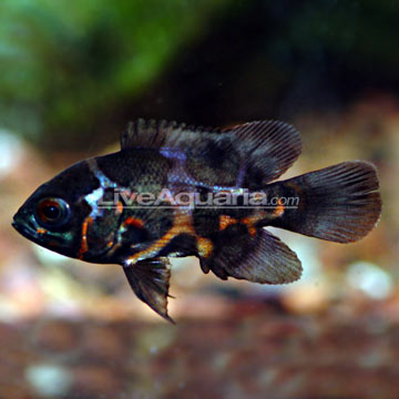 Tropical Fish Oscars