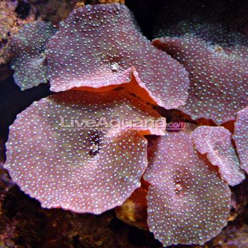 p-39391-mushroom-coral.jpg