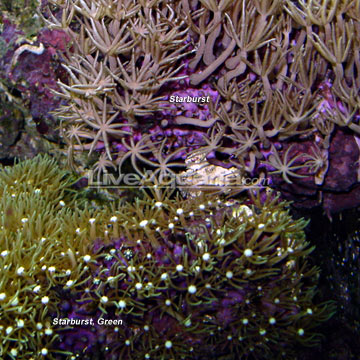 p-39403-polyp-coral.jpg