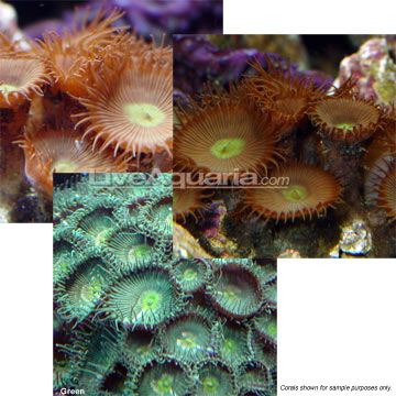 Polyp Fish