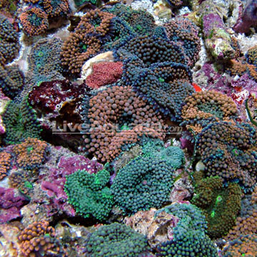 Ricordea Mushroom Care