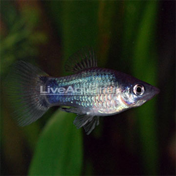 Blue Molly Fish
