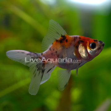 http://www.liveaquaria.com/images/categories/product/p-39506-fantail-goldfish-calico.jpg