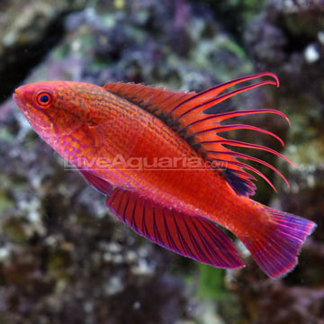 p 39660 blue flasher wrase - Breeding-picasso-grade-clown-fish-pair-wrasse-sale