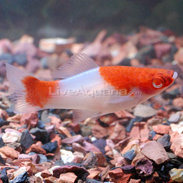 p-39917-koi-swordtail.jpg