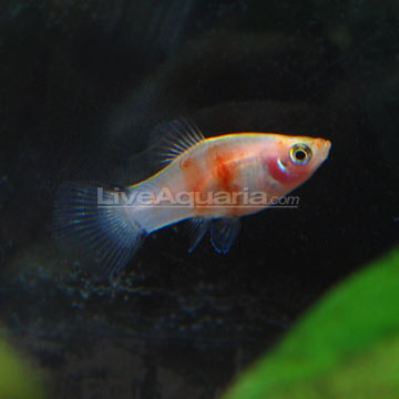 Tiger Rubí Platy