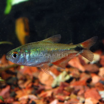 Buenos Aires Tetra