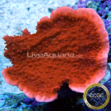p-46901-cap-coral.jpg