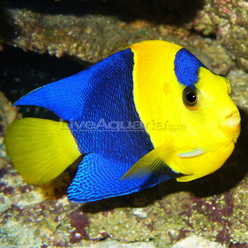 http://www.liveaquaria.com/images/categories/product/p-66024-angel.jpg