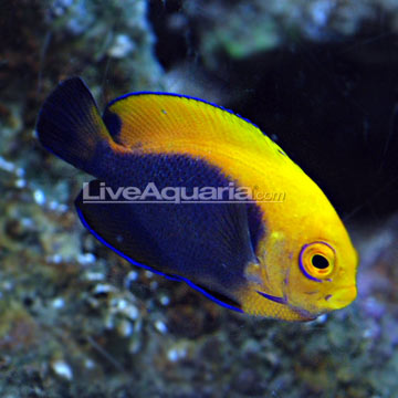 fireball angelfish