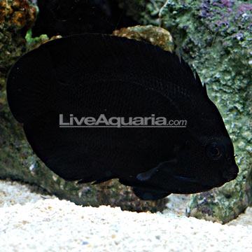 p-66492-Black-Nox-Angelfish.jpg