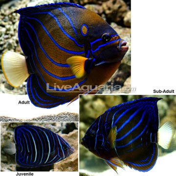 annularis angelfish