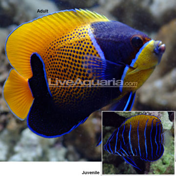 Euxiphipops Navarchus