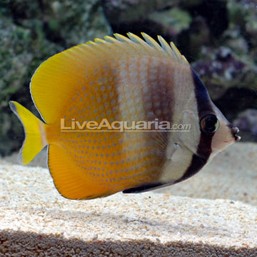 Saltwater Aquarium Fish for Marine Aquariums: Orange Bu