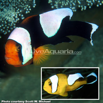 Saddleback Clownfish