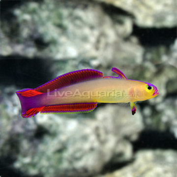 p-71146_Exquisite-Firefish2.jpg