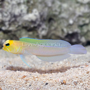 p-71432-yellowhead-jawfish.jpg