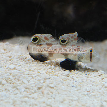 p-71536-Two-Spot-Goby.jpg