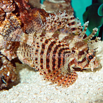 dwarf fuzzy lionfish