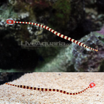 p-73070-pipefish.jpg