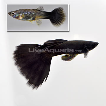 Moscow Black Velvet Guppy (Pair)