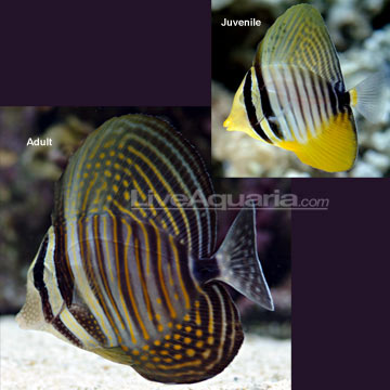 Saltwater Aquarium Fish for Marine.