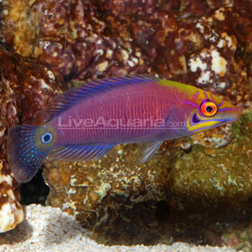 Wrasse images free, Wrasse pics, Black Wrasse pictures, Picture of Wrasse 