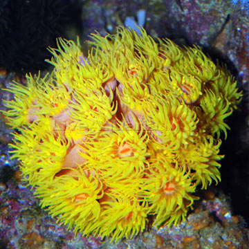 Tube Corals