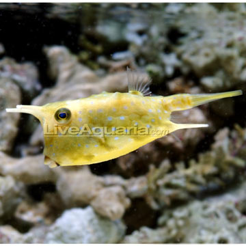 Long Horned Cowfish