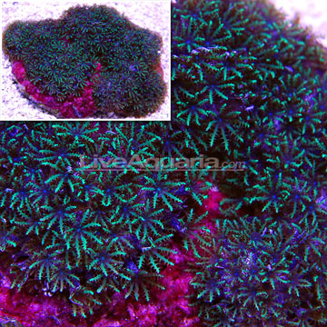 Blue Sympodium Polyp