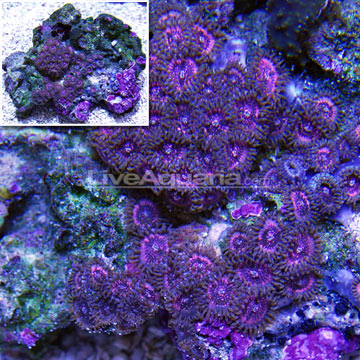 Colony Polyp, Pink Rays