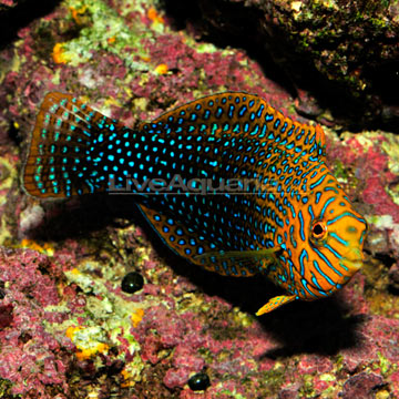 Potter's Wrasse (Macropharyngodon geoffroyi)