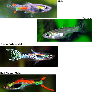 Endler's Livebearer