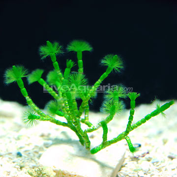 Tufted Joint Algae
